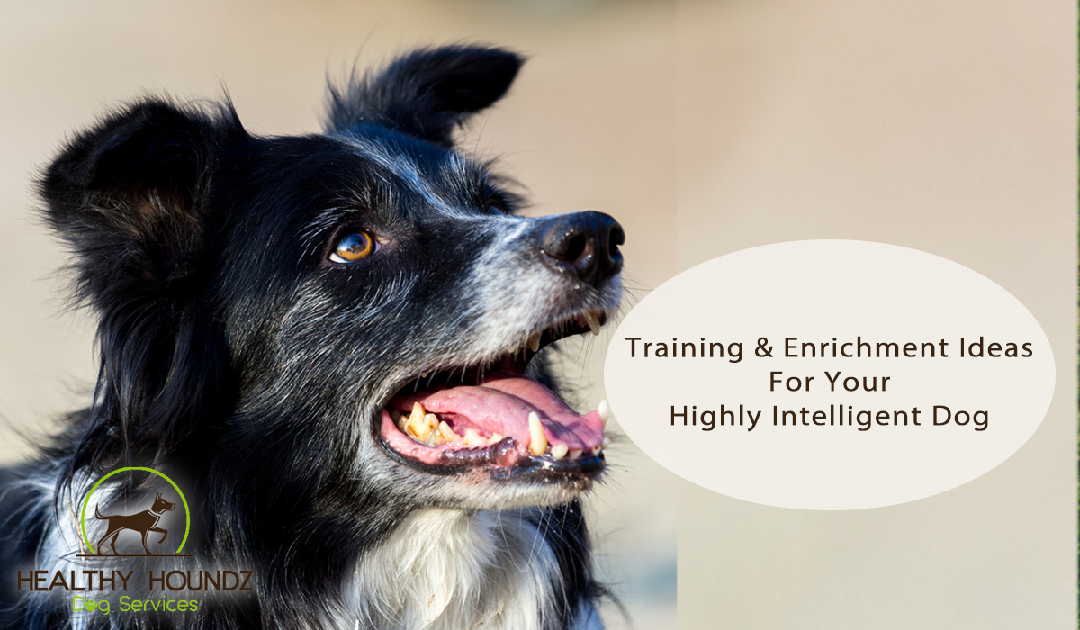 Advanced Training Techniques for Intelligent Dogs