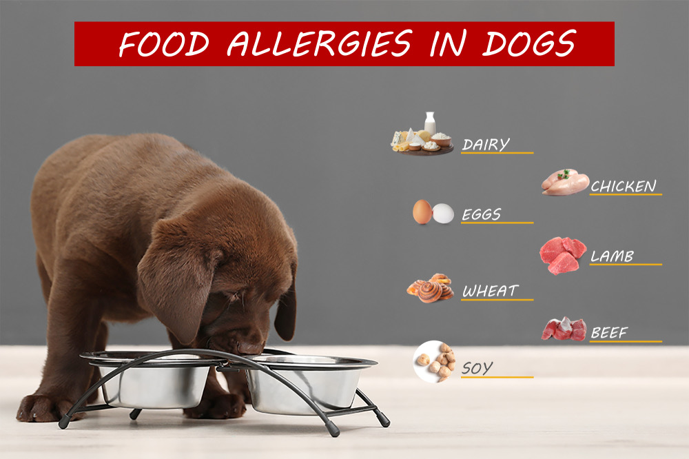 Allergies and Sensitivities Navigating Pet Food Options