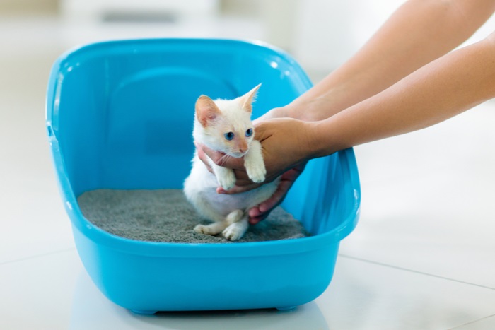 Easy Steps to Litter Train Your Kitten