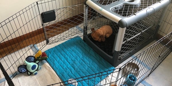 Essentials of Crate Training for Comfort and Safety