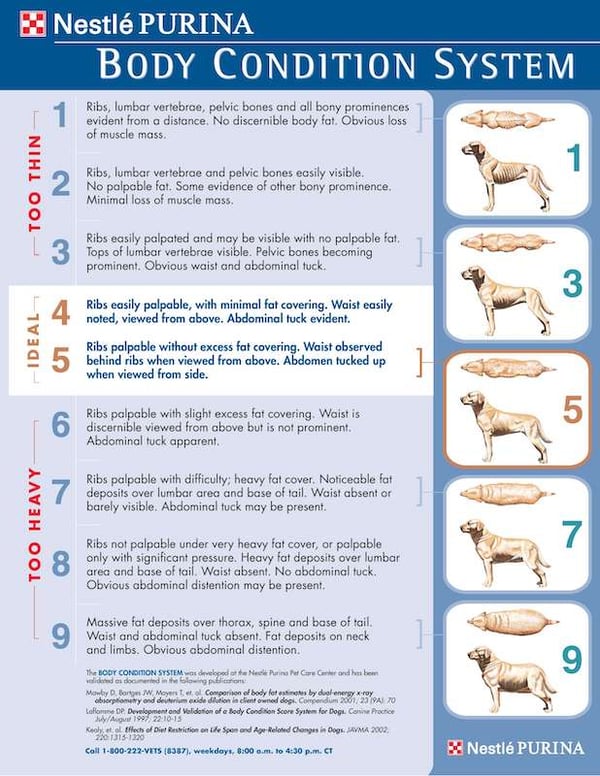 How to Manage Your Pet’s Weight Effectively