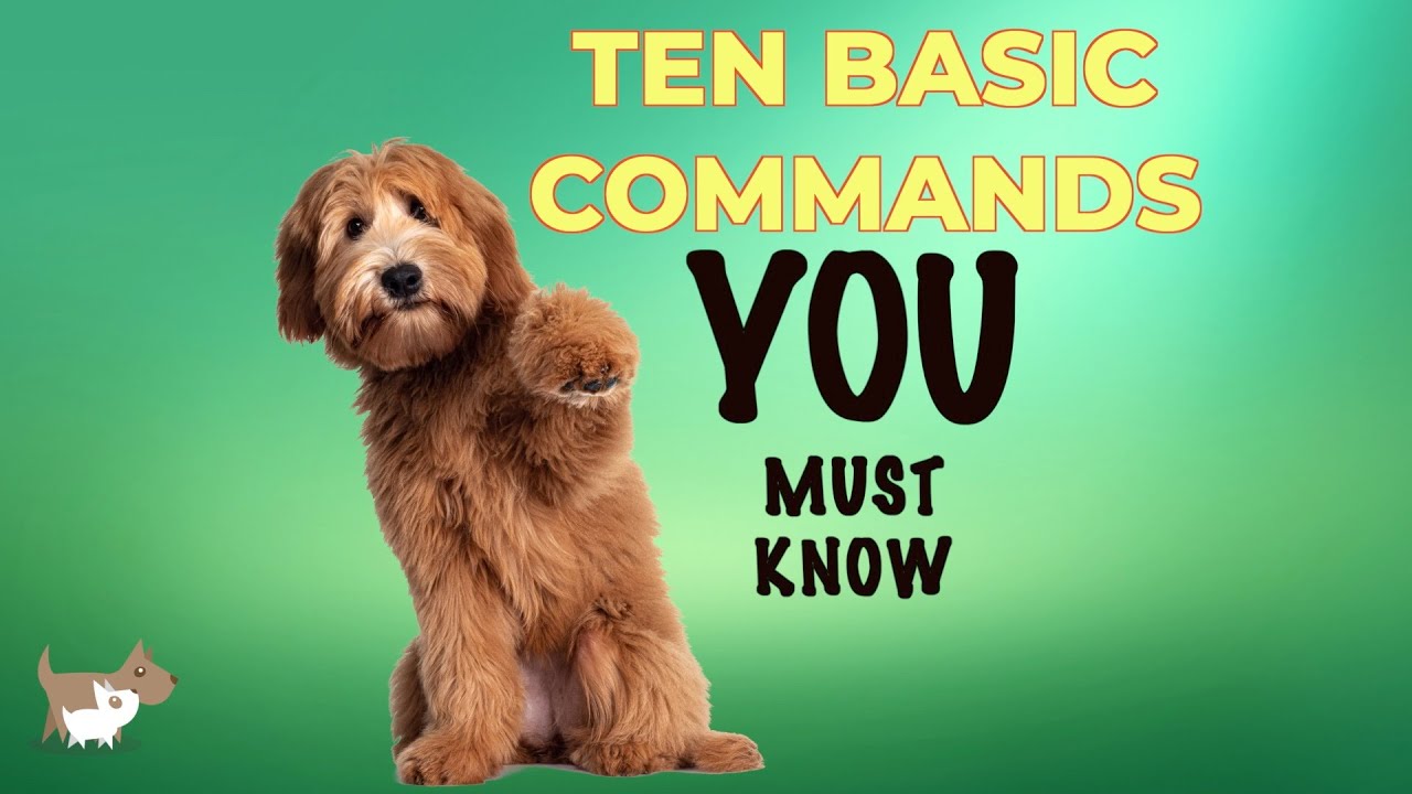 Mastering Basic Commands for Your Dog’s Best Behavior