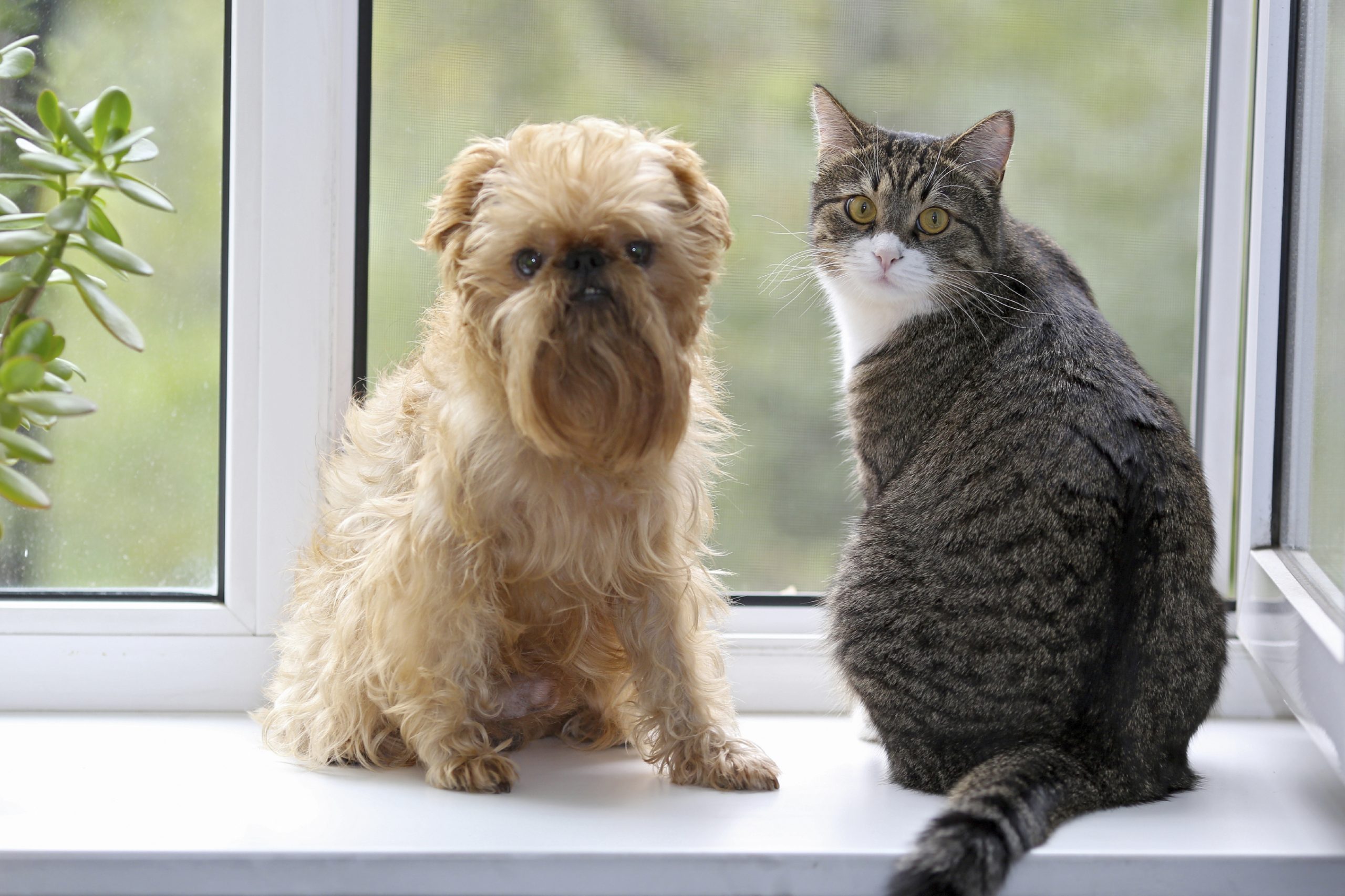 Navigating the Challenges of Multi-Pet Homes