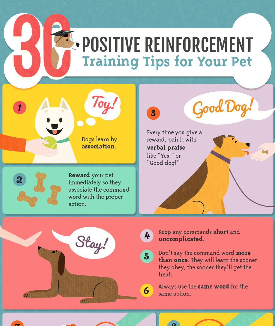 Positive Reinforcement Training Techniques for Pets