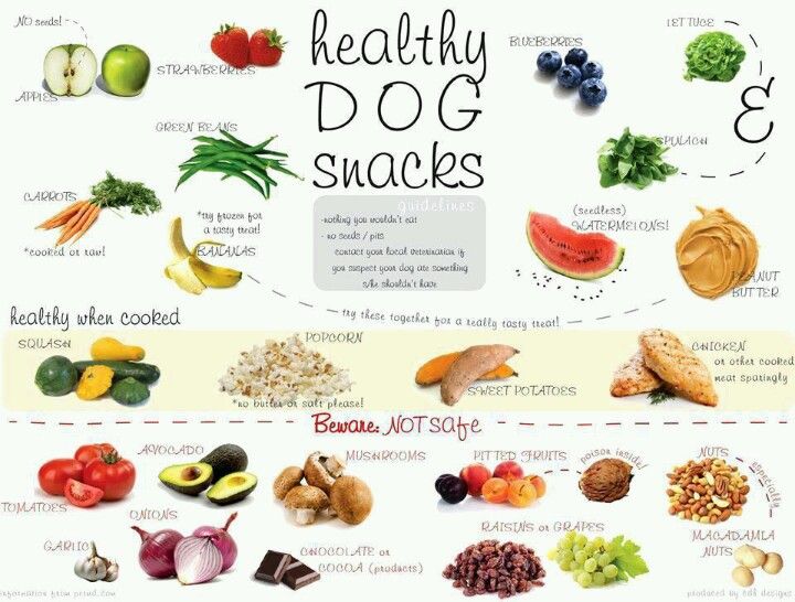 Safe and Healthy Treats for Your Pet