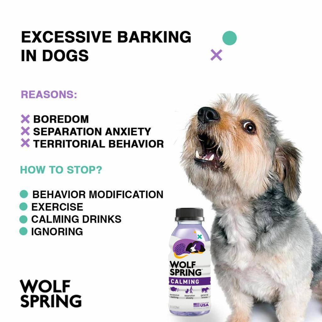 Solutions for Excessive Barking and Meowing