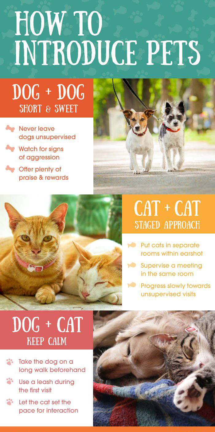 Strategies for Introducing New Pets to the Household