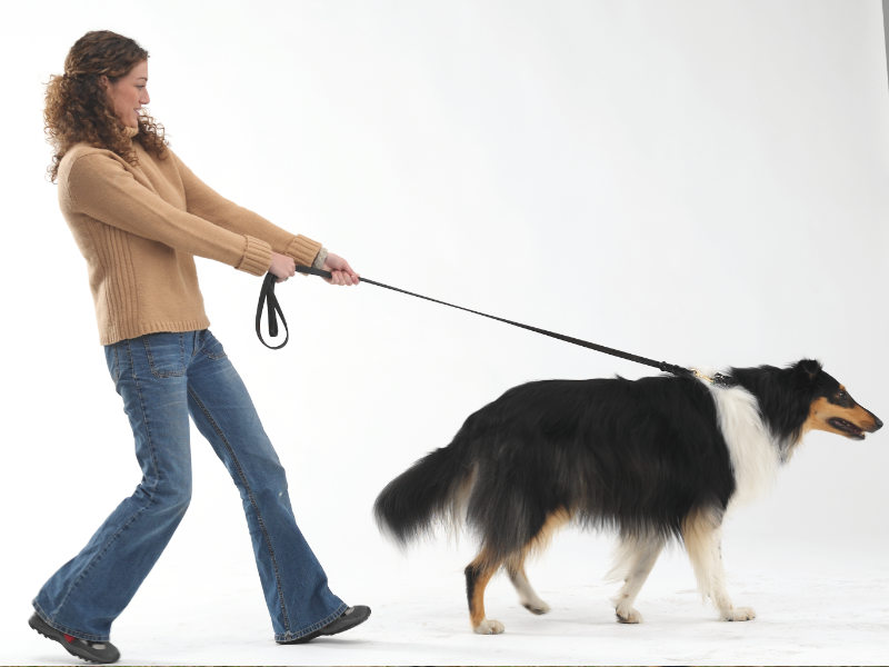 Tackling Leash Pulling Issues on Walks