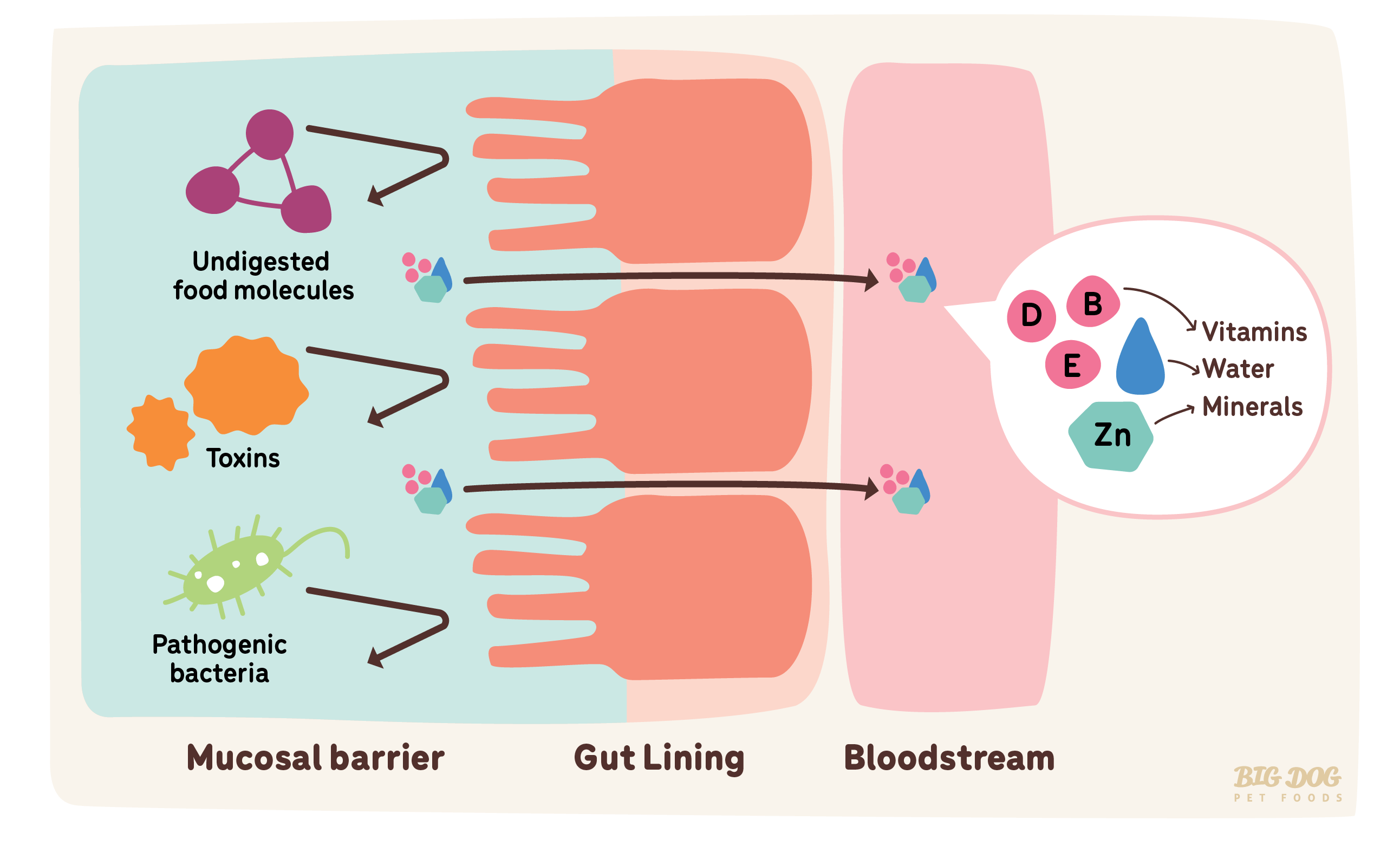 The Role of Probiotics in Pet Health