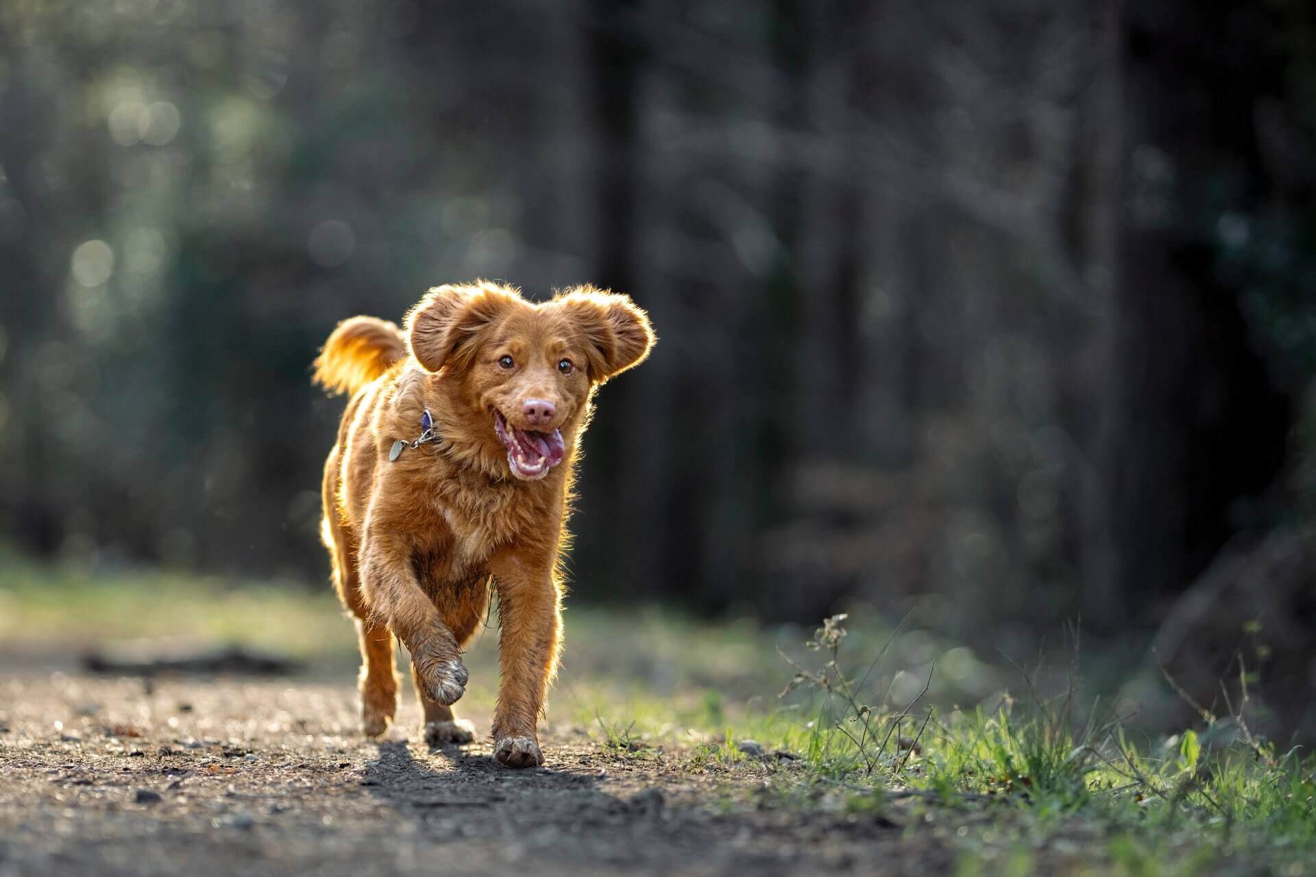 Tips for Safe Off-Leash Training Adventures