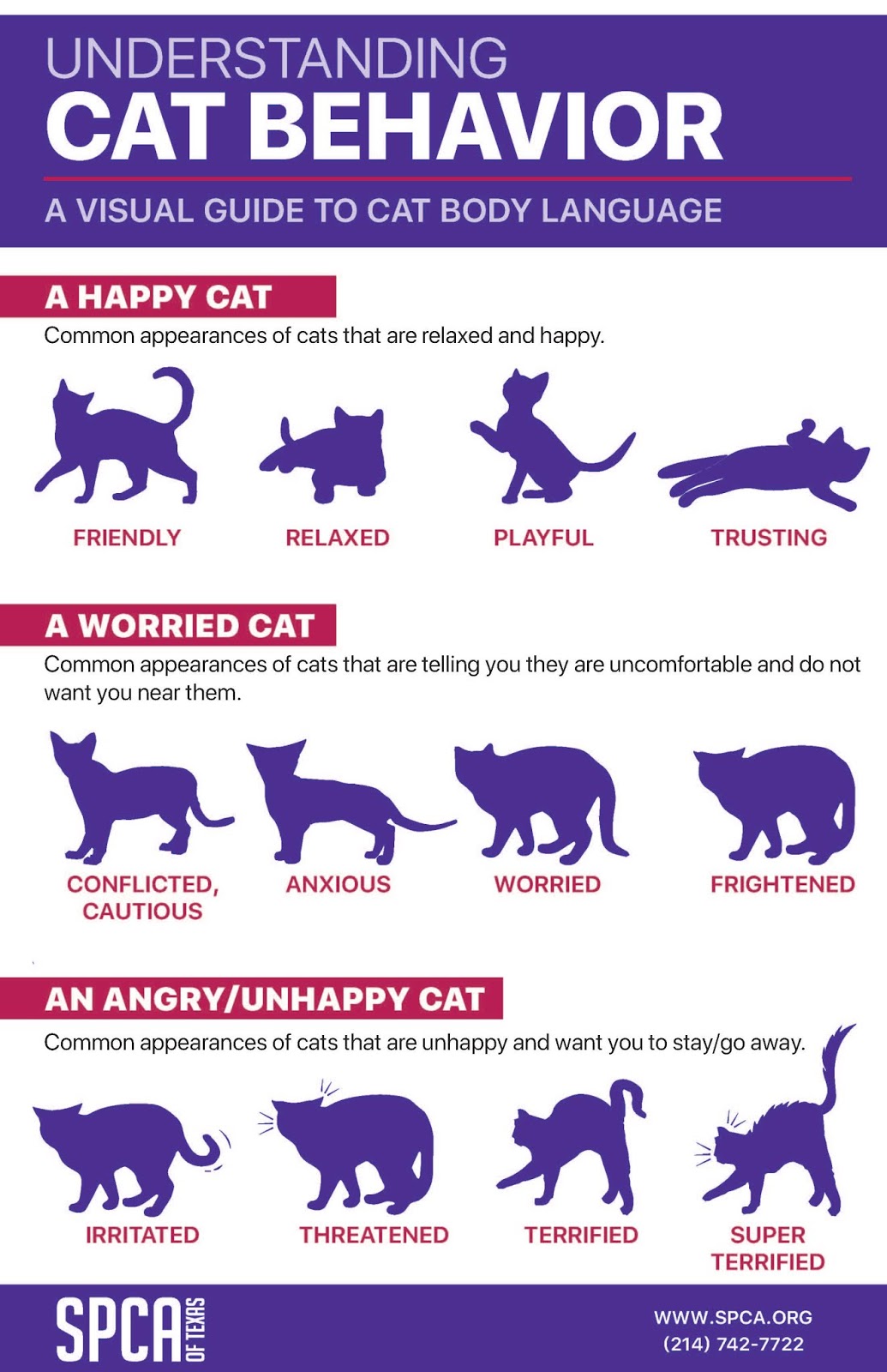 Understanding Cat Behaviors and What They Mean