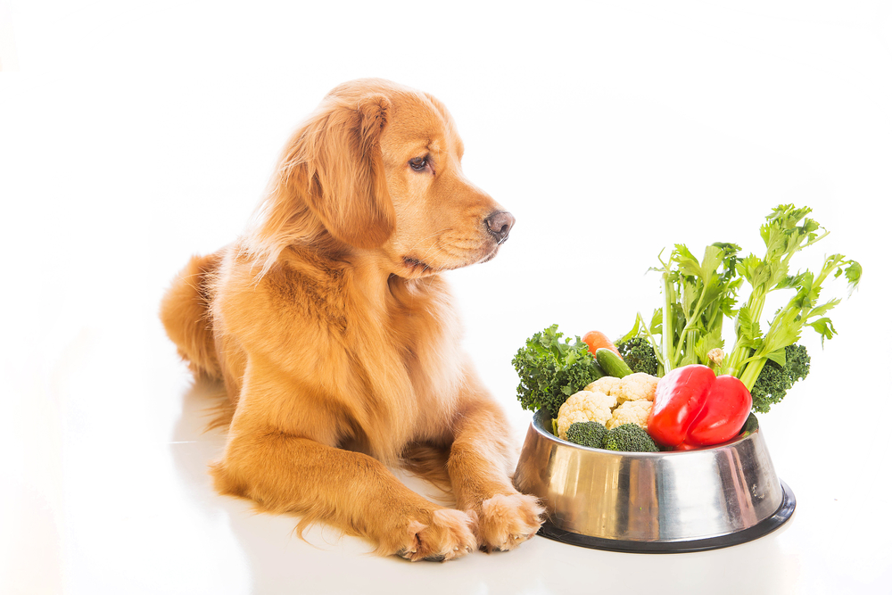 Vegetarian Diets for Pets Are They Safe